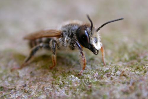 Réf. 59 772 : Megachile ericetorum