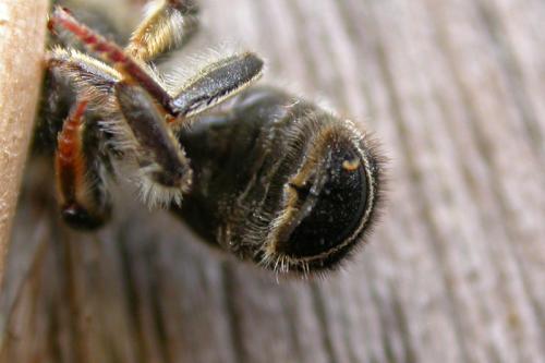 Megachile ericetorum