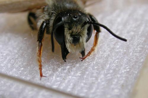 Réf. 59 773 : Megachile ericetorum