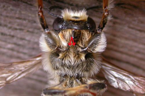 Megachile ericetorum