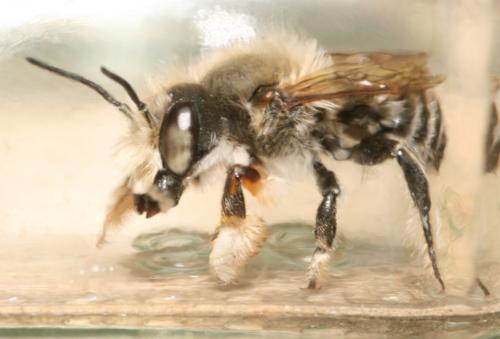 Réf. 59 277 : Megachile willughbiella
