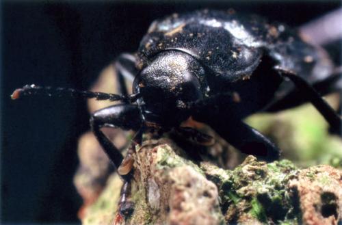 Melandrya caraboides