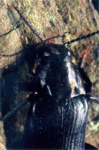Réf. 59 972 : Melandrya caraboides