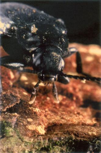 Melandrya caraboides