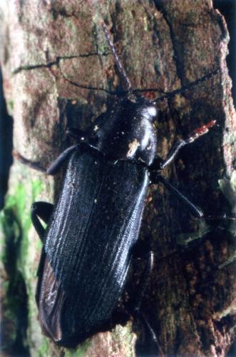 Melandrya caraboides