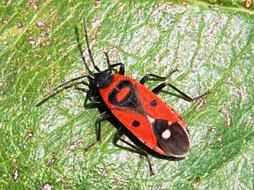Melanocoryphus albomaculatus