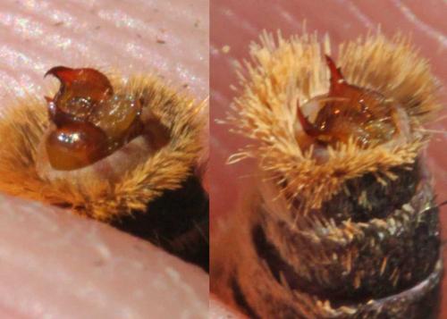 Melitaea divers