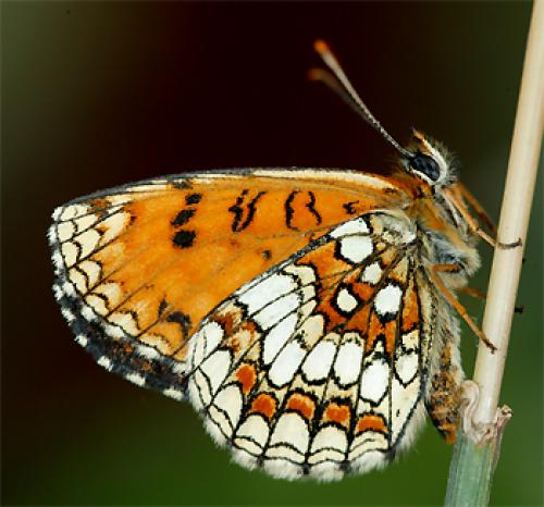 Réf. 59 791 : Melitaea athalia celadussa