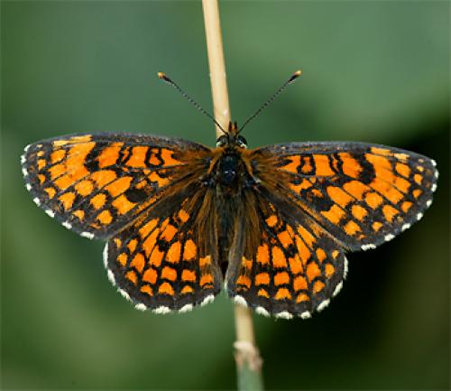 Réf. 59 793 : Melitaea athalia celadussa