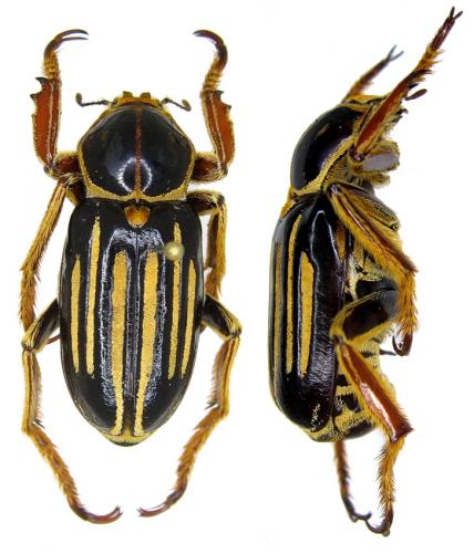 Ancistrosoma klugi