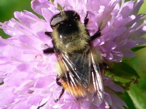Volucella bombylans