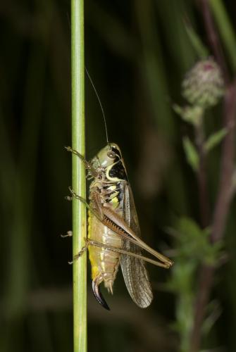 Roeseliana roeselii