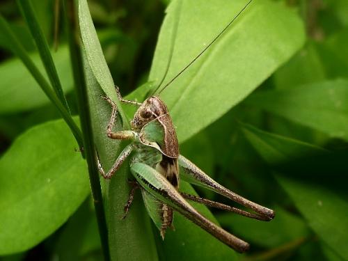 Réf. 59 451 : Tettigoniinae inconnu