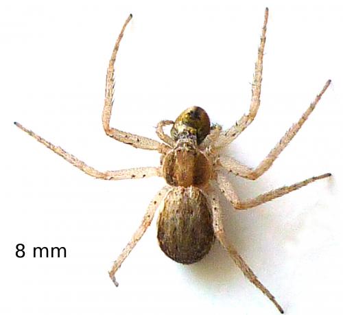 Philodromus sp.