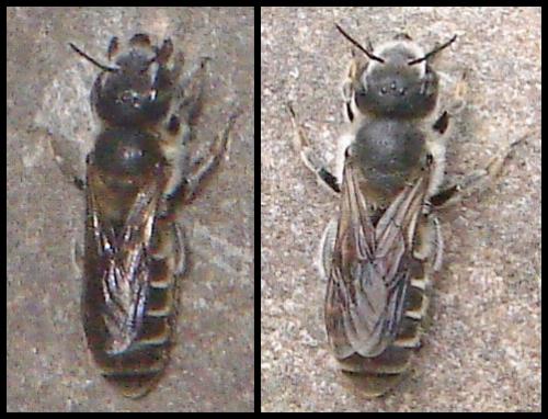 Réf. 59 874 : Hoplitis sp.