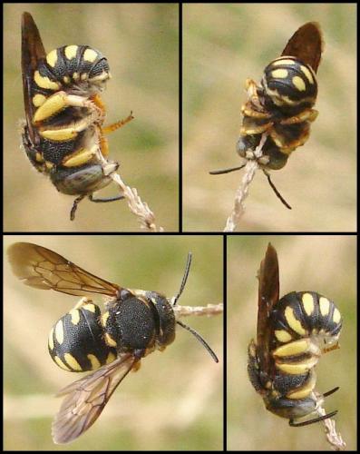 Réf. 59 807 : Anthidiellum strigatum
