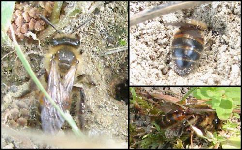Andrena sp.