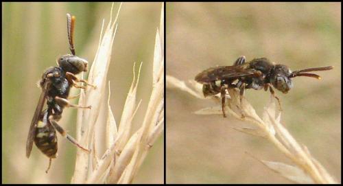 Nomada sp.