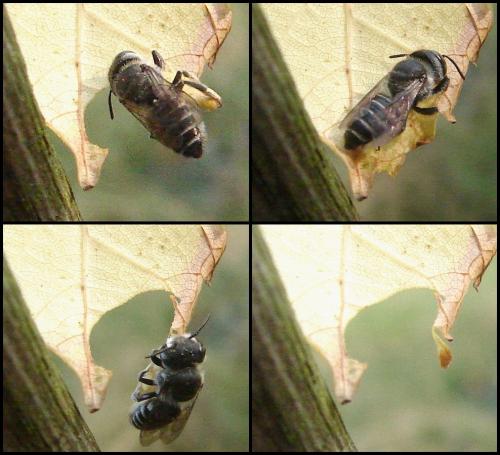 Megachile sp.