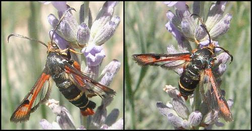 Pyropteron chrysidiformis