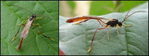 Réf. 59 254 : Agrypon flaveolatum