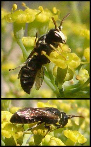 Hylaeus sp.