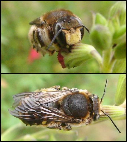 Réf. 59 809 : Anthidium septemspinosum
