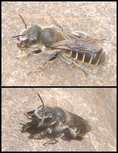 Réf. 59 806 : Hoplitis sp.