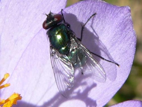 Réf. 59 889 : Neomyia sp.