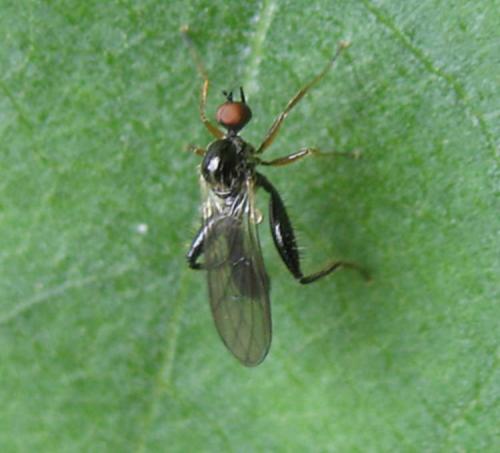Réf. 59 119 : Hybos femoratus