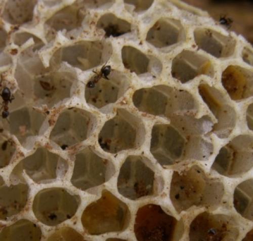 Apis mellifera