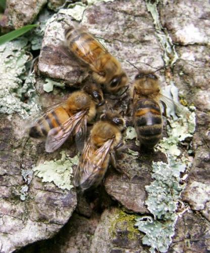 Apis mellifera