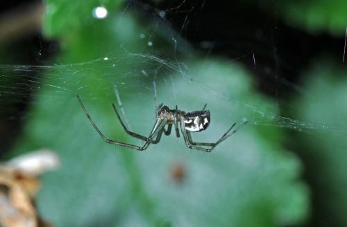 Réf. 59 884 : Linyphia triangularis