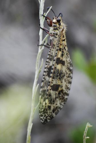 Réf. 59 311 : Palpares libelluloides