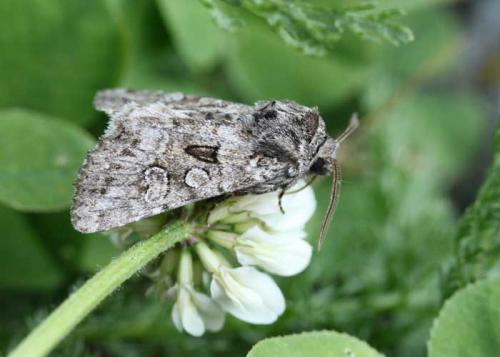 Réf. 59 236 : Pachetra sagittigera