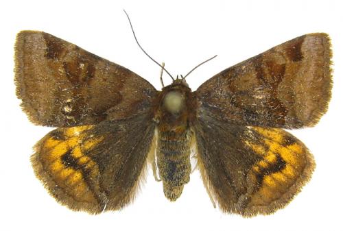 Euclidia glyphica