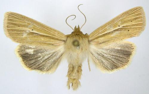 Réf. 59 375 : Mythimna impura