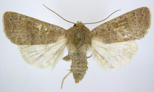 Hoplodrina ambigua
