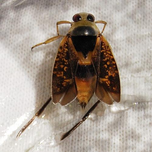 Notonecta maculata