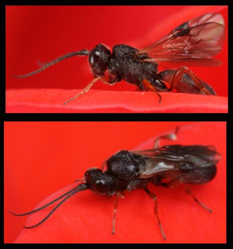 Chelonus sp.