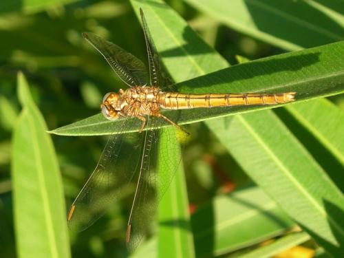 Réf. 59 755 : Orthetrum coerulescens