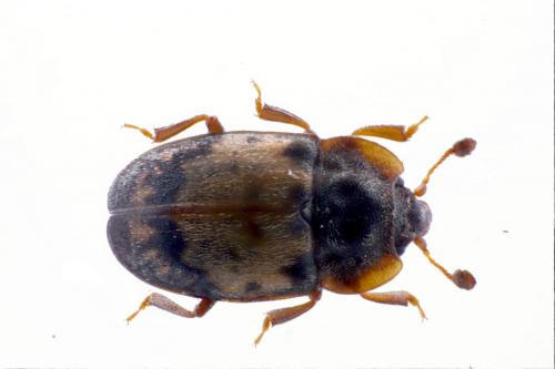 Omosita discoidea