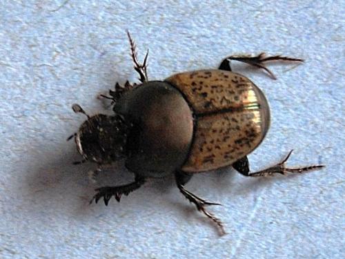 Réf. 59 378 : Onthophagus vacca