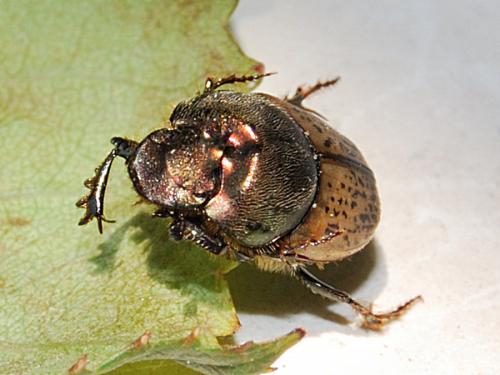 Réf. 59 377 : Onthophagus vacca