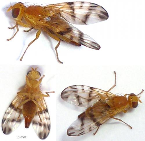 Réf. 59 801 : Rhagoletis alternata