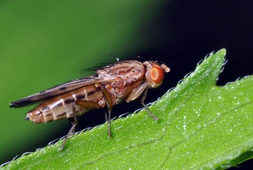 Opomyza petrei