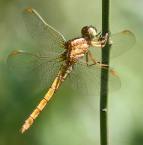 Orthetrum coerulescens