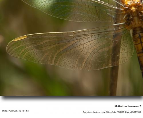 Réf. 59 505 : Orthetrum coerulescens