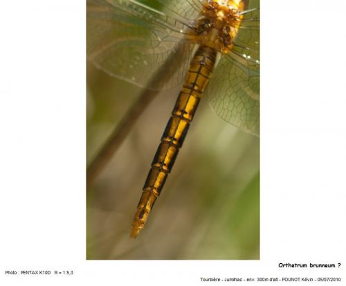 Réf. 59 504 : Orthetrum coerulescens