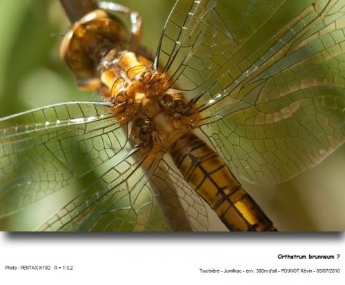 Orthetrum coerulescens